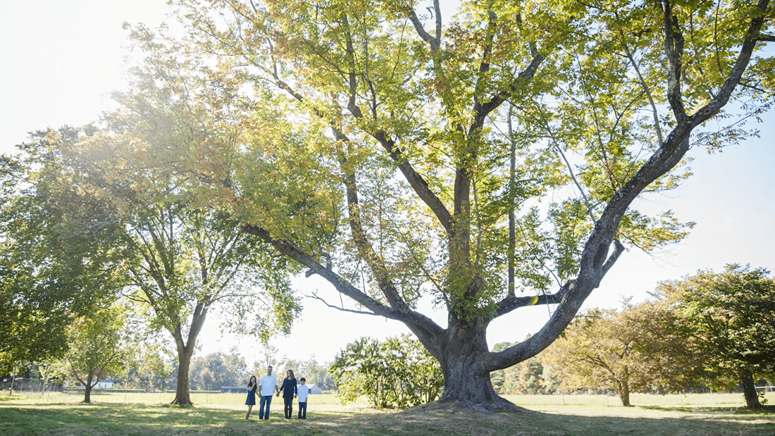 A large majestic Green Ash tree in a park with a family walking under it