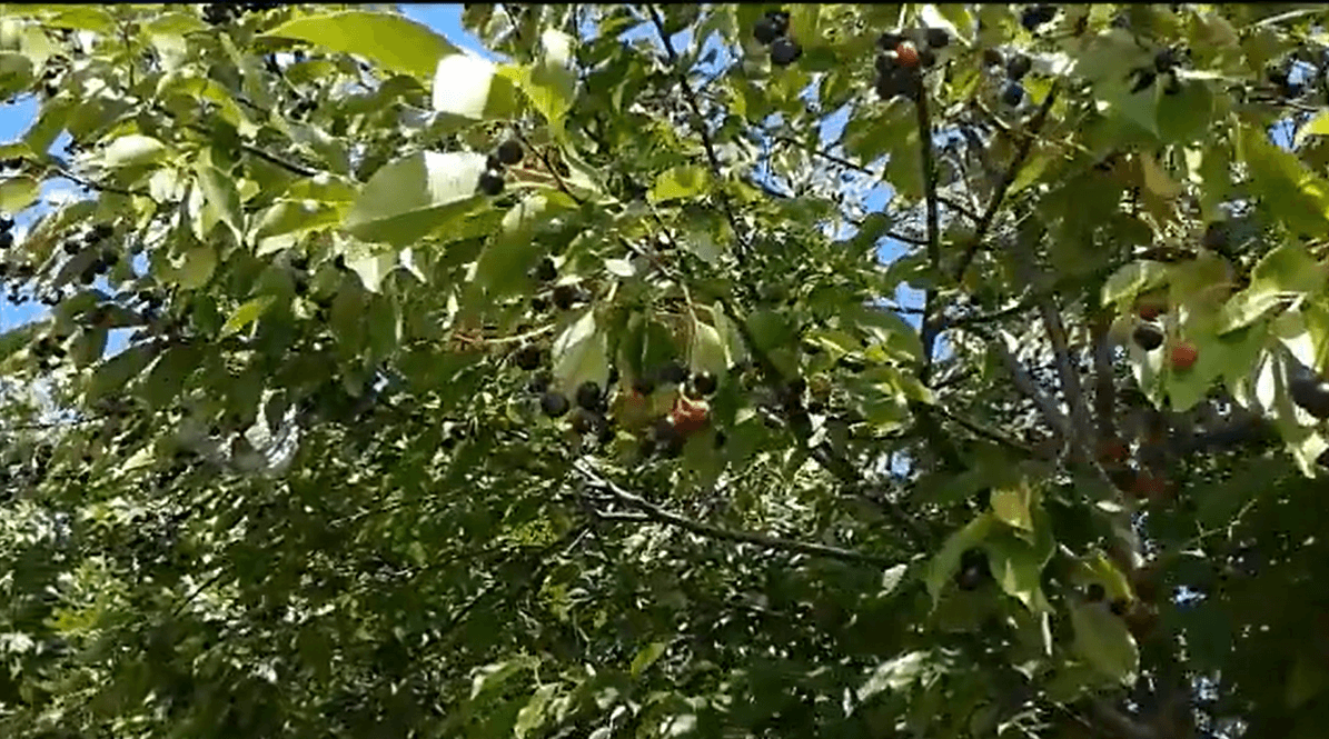 Escarpment Black Cherry tree showing some black cherries