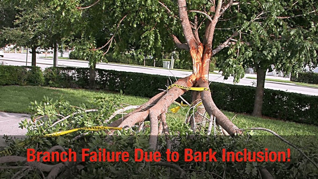 Photo of Co-dominant leaders failure due to bark inclusion. Bark inclusion is ingrown bark under bark that makes a tree joint weaker