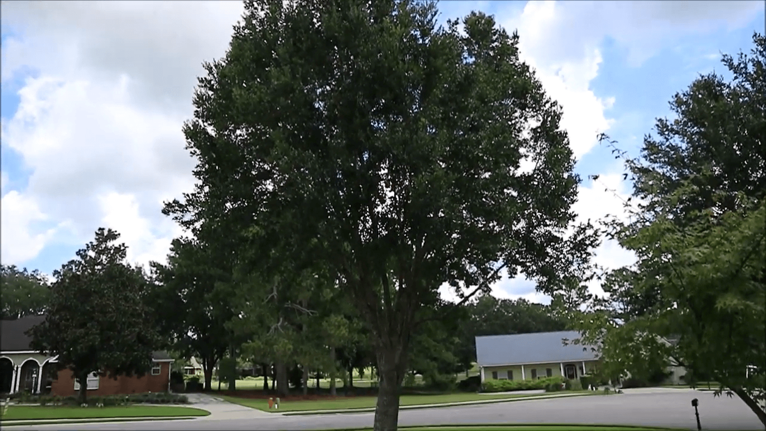 Live oak tree in front yard