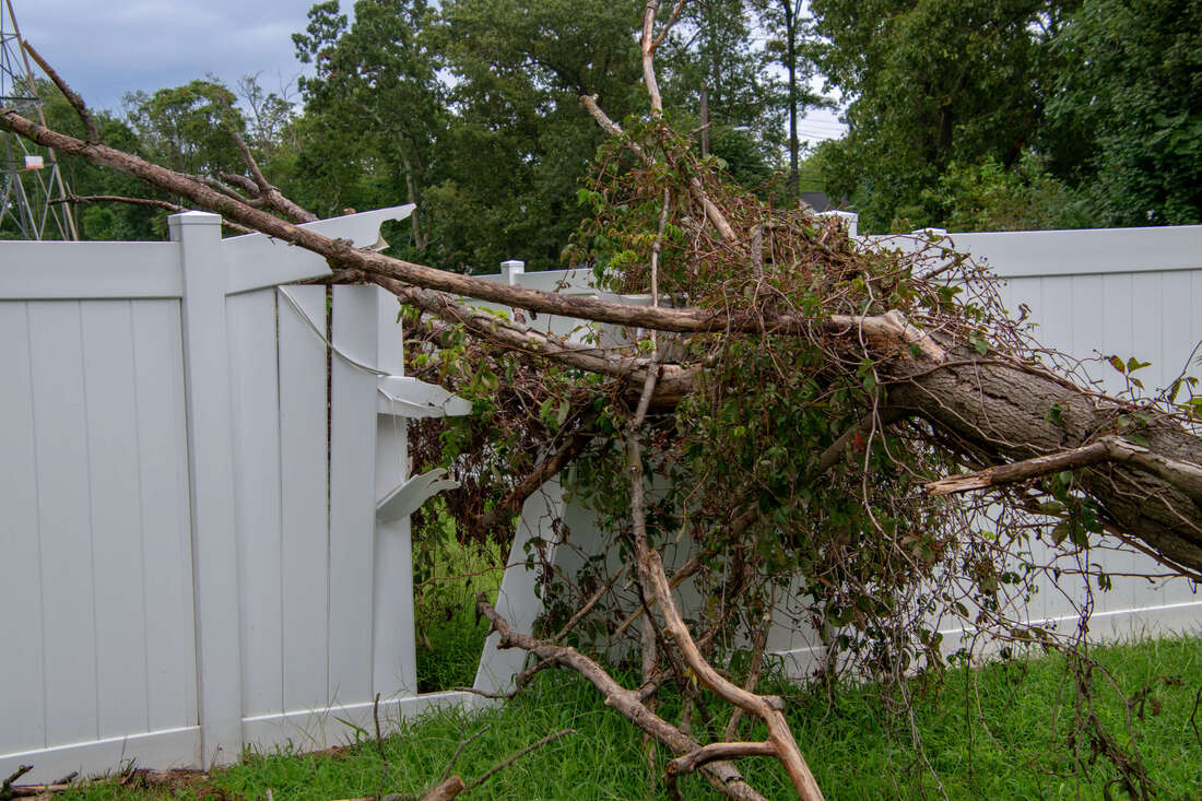 Tree that has fallen and damaged a white fence